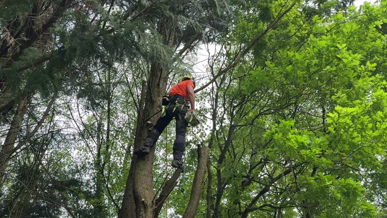 Professional Tree Removal and Landscaping Services in Nokesville, VA